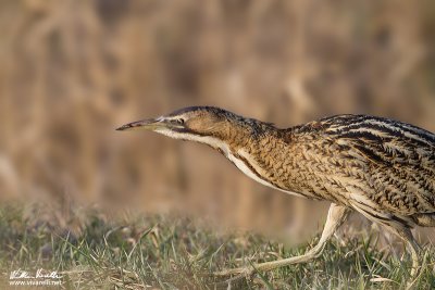 Tarabuso (Botaurus stellaris)