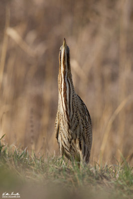 Tarabuso (Botaurus stellaris)