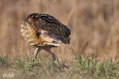 Tarabuso (Botaurus stellaris)