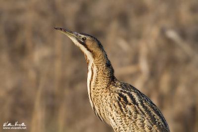 Tarabuso (Botaurus stellaris)