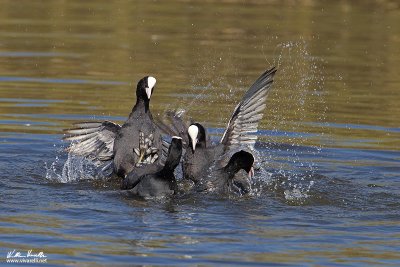 Folaga (Fulica atra)