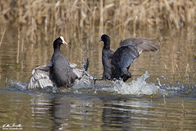 Folaga (Fulica atra)