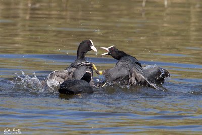 Folaga (Fulica atra)