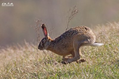 Lepre (Lepus capensis)