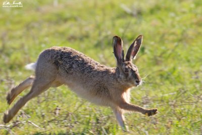 Lepre (Lepus capensis)