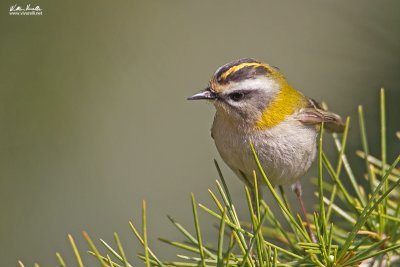 Fiorrancino (Regulus ignicapilla)