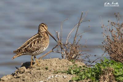 Beccacino (Gallinago gallinago)