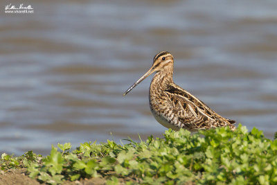 Beccacino (Gallinago gallinago)