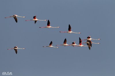 Fenicottero (Phoenicopterus roseus)