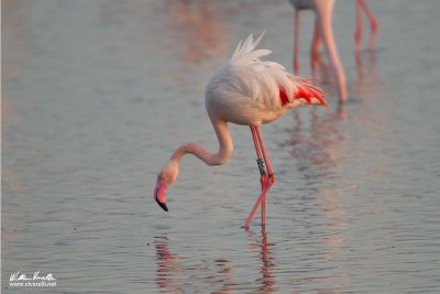 Fenicottero (Phoenicopterus roseus)