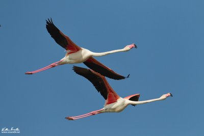 Fenicottero (Phoenicopterus roseus)