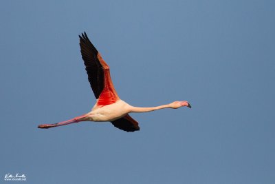 Fenicottero (Phoenicopterus roseus)