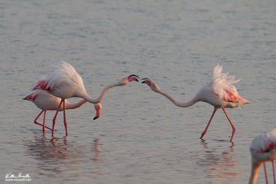 Fenicottero (Phoenicopterus roseus)