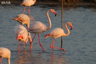 Fenicottero (Phoenicopterus roseus)