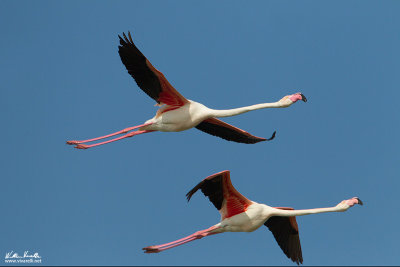 Fenicottero (Phoenicopterus roseus)