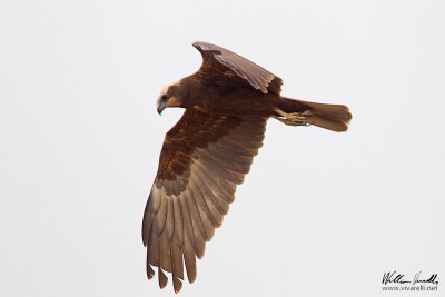 Falco di palude (Circus aeruginosus)