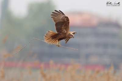 Falco di palude (Circus aeruginosus)