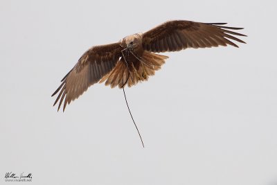 Falco di palude (Circus aeruginosus)