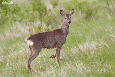 Capriolo (Capreolus capreolus)