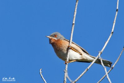 Sterpazzolina (Sylvia cantillans)