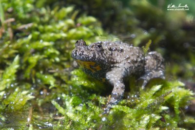 Ulinone appenninico (Bombina pachypus )