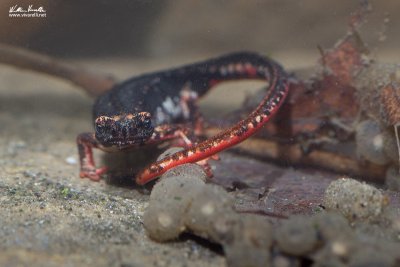 Salamandrina dagli occhiali (Salamandrina terdigitata)