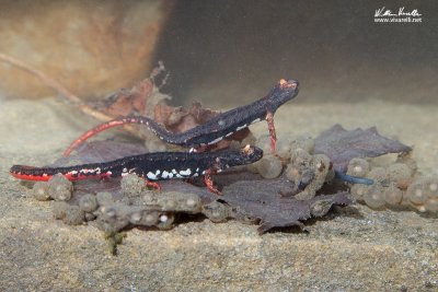 Salamandrina dagli occhiali (Salamandrina terdigitata)