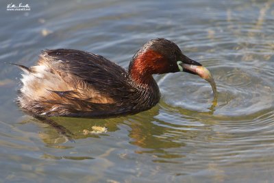 Tuffetto (Tachybaptus ruficollis)