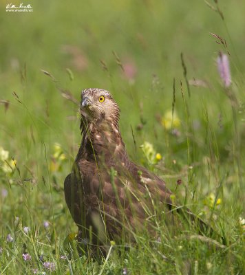 Falco pecchiaiolo (Pernis apivorus) 