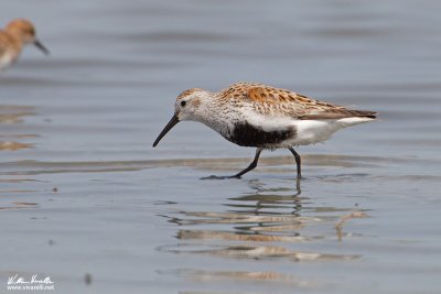 Piovanello pancianera (Calidris alpina)