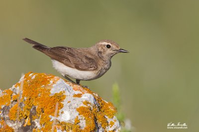 Monachella dorsonero (Oenanthe pleschanka)