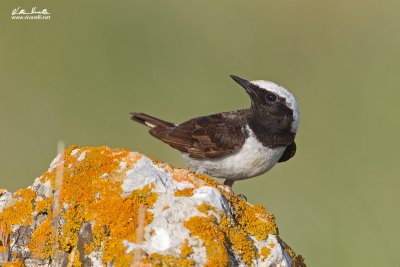 Monachella dorsonero (Oenanthe pleschanka)