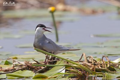 Mignattino piombato (Chlidonias hybrida)