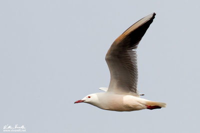 Gabbiano roseo (Chroicocephalus genei)