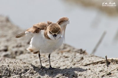 Fratino (Charadrius alexandrinus)