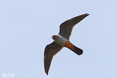 Falco cuculo (Falco vespertinus)