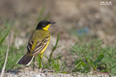 Cutrettola (Motacilla flava feldegg, melanogrisea)