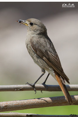 Codirosso spazzacamino (Phoenicurus ochruros)