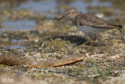  natrix tessellata heinrothi