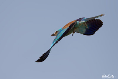 Ghiandaia marina (Coracias garrulus)