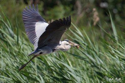 Airone cenerino (Ardea cinerea)