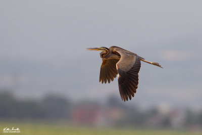 Airone rosso (Ardea purpurea)