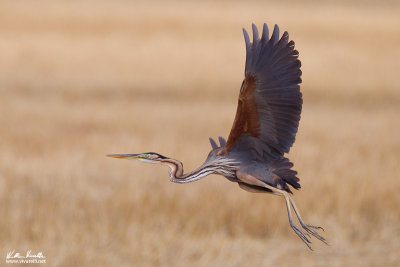 Airone rosso (Ardea purpurea)