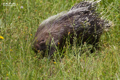 Istrice (Hystrix cristata)