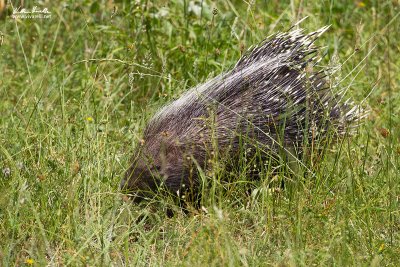 Istrice (Hystrix cristata)