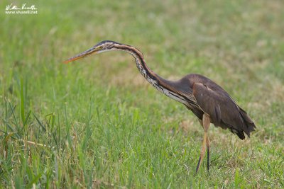 Airone rosso (Ardea purpurea)