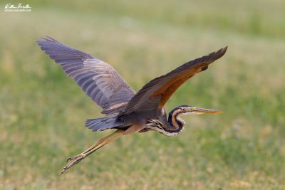 Airone rosso (Ardea purpurea)