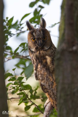 Gufo comune (Asio otus)