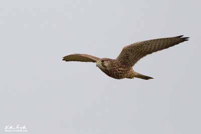 Gheppio (Falco tinnunculus)