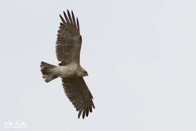 Biancone (Circaetus gallicus) Poiana (Buteo buteo)